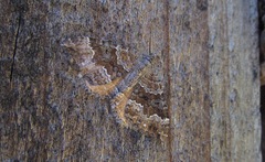 Hydriomena deltoidata