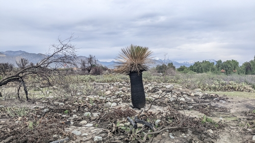 Hesperoyucca whipplei