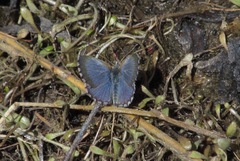 Zizina oxleyi