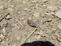 Phaulacridium otagoense