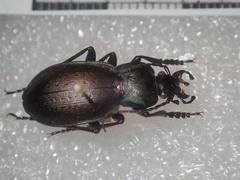 Carabus amplipennis