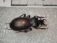 Carabus amplipennis