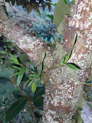 Image of Epidendrum blepharistes by (c) Daniel Mesa, some rights reserved (CC BY)
