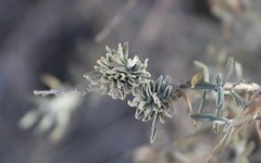 Ophiomyia atriplicis