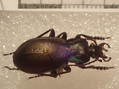 Carabus amplipennis