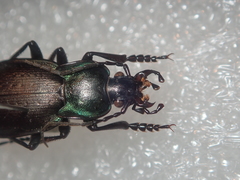 Carabus amplipennis