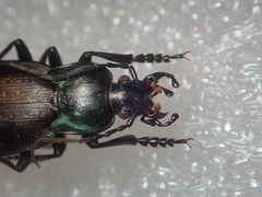 Carabus amplipennis