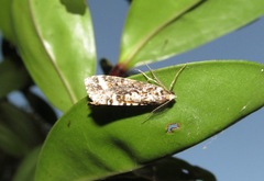 Pseudocoremia leucelaea