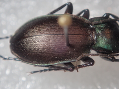 Carabus amplipennis