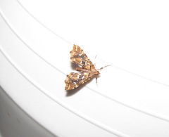 Musotima nitidalis