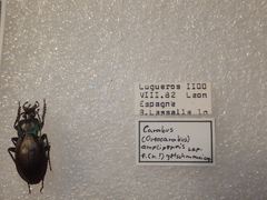 Carabus amplipennis