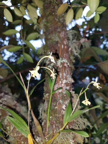 Image of Epidendrum blepharistes by (c) Daniel Mesa, some rights reserved (CC BY)