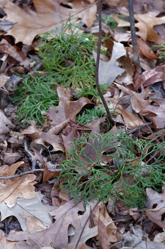 Haberer's clubmoss (Diphasiastrum ×)