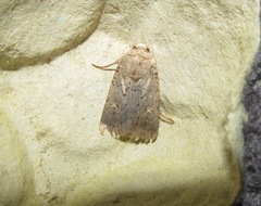 Proteuxoa tetronycha