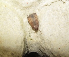 Eudonia asterisca