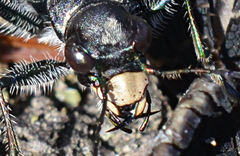 Cicindela longilabris
