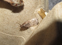 Eudonia asterisca