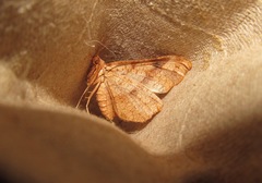 Morova subfasciata