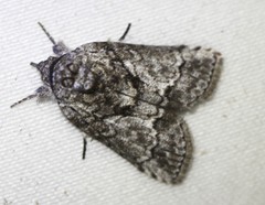 Nycteola polycyma