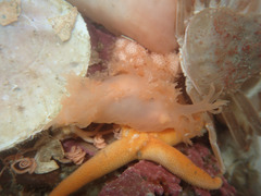 Dendronotus elegans
