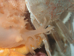 Dendronotus elegans