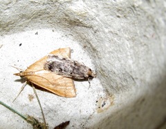 Barea exarcha