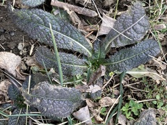Dipsacus fullonum