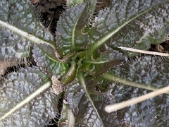 Dipsacus fullonum