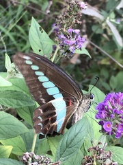 Graphium sarpedon nipponum
