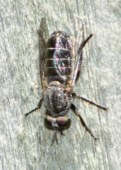 Atomosia melanopogon