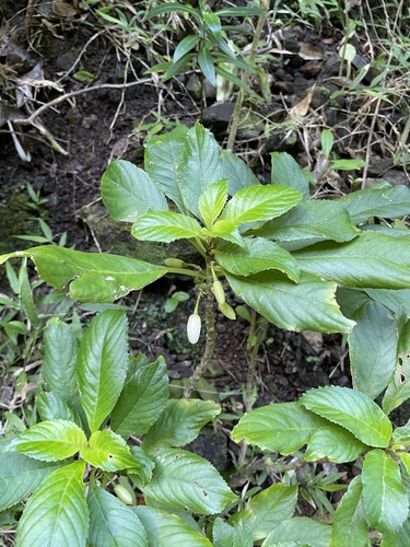 Cyrtandra grandiflora observed 2022-01-15