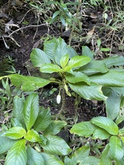 Cyrtandra grandiflora