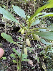 Cyrtandra grandiflora