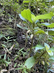 Cyrtandra grandiflora