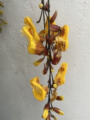 Thunbergia mysorensis