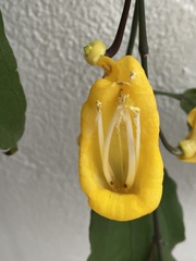 Thunbergia mysorensis