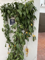 Thunbergia mysorensis