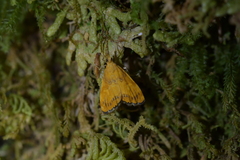 Glaucocharis leucoxantha