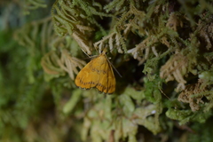 Glaucocharis leucoxantha