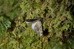 Hydriomena hemizona