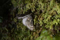 Hydriomena hemizona