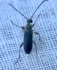 Grammoptera ruficornis