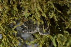 Hydriomena hemizona