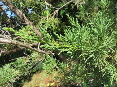 Juniperus bermudiana