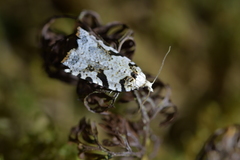 Leucotenes coprosmae