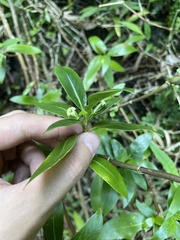 Kadua