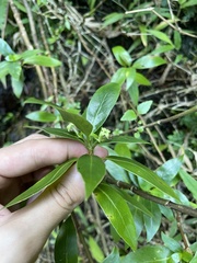 Kadua