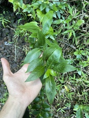 Kadua
