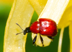 Attelabinae