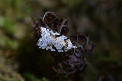 Leucotenes coprosmae